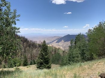 Plants growing on land against sky