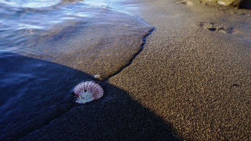 High angle view of starfish on beach