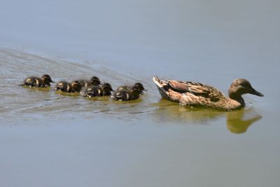 Ducks swimming in lake