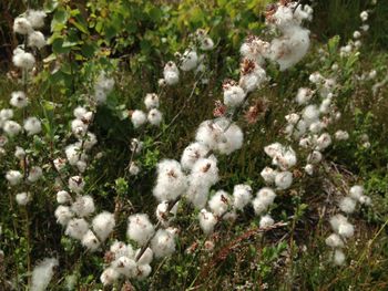 Close-up of white flowers