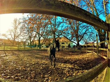 Horse on field against sky