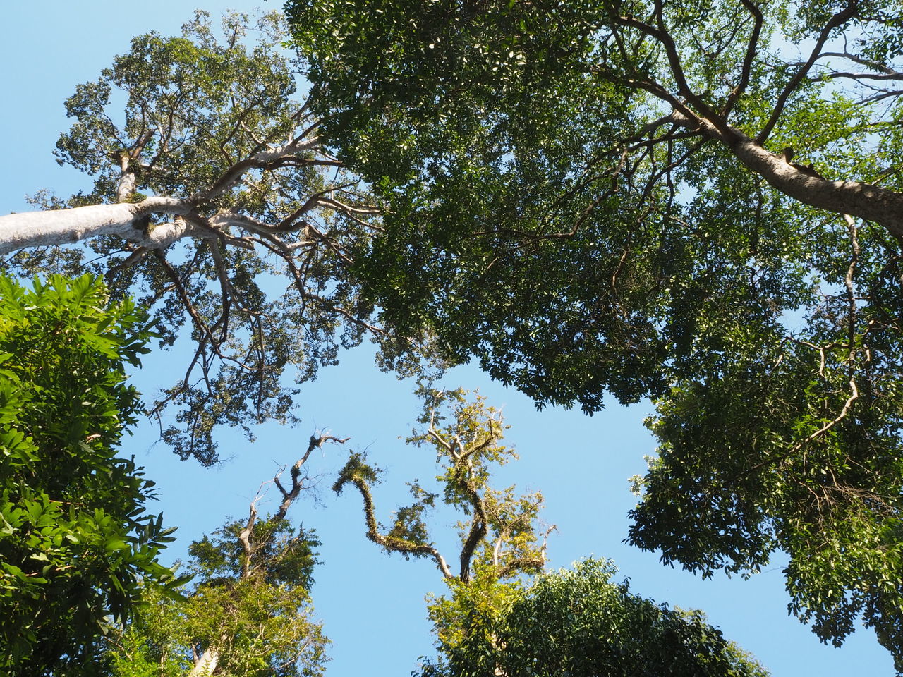 LOW ANGLE VIEW OF TREES AGAINST SKY DURING SUNNY DAY