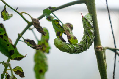 Close-up of green plant twig