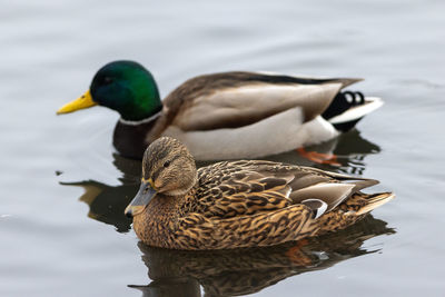 Duck swimming on lake