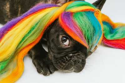 Close-up portrait of a dog