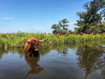 View of a horse in the lake