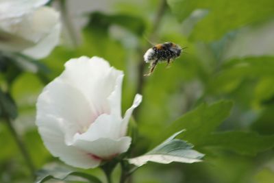 Close-up of bee on white flower