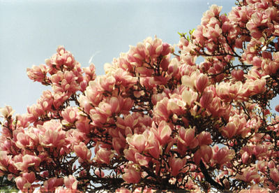 Low angle view of pink flowers against sky