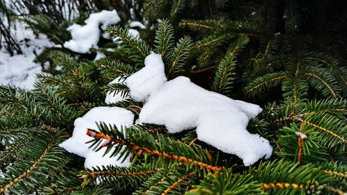 Close-up of plants on snow covered landscape