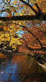 Autumn leaves on tree