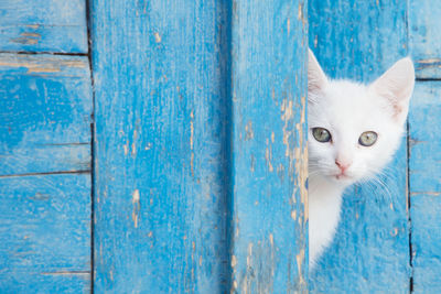 Close-up portrait of a cat