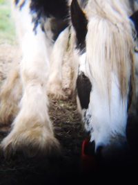 Close-up of dog