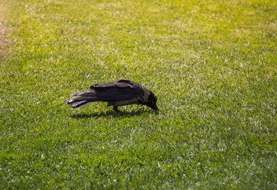 Black bird on grass