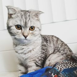 Close-up portrait of cat sitting at home