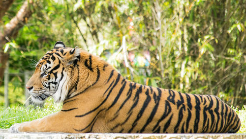 Close-up of tiger