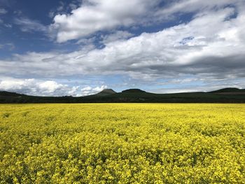 Scenic view of oilseed rape field against cloudy sky