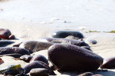 Low section of man on beach