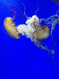 Close-up of jellyfish swimming in sea