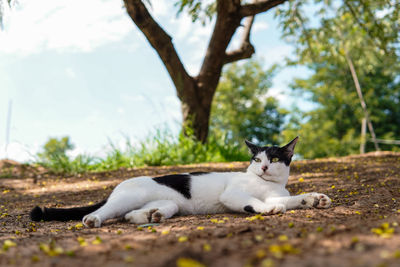 White cat resting under a tree