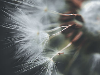 Close-up of dandelion flower