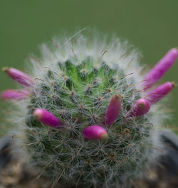 Close-up of cactus plant