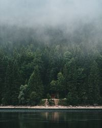 Scenic view of lake in forest against sky