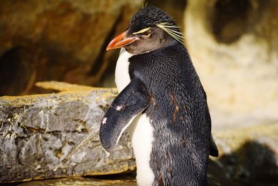 Close-up of penguin on rock