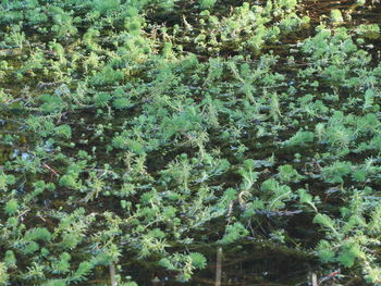 Full frame shot of trees in forest