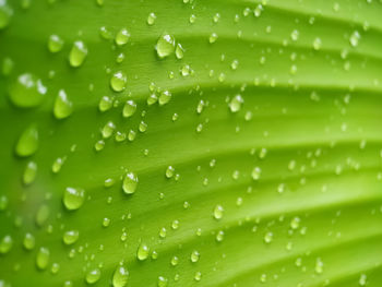 Full frame shot of raindrops on green leaves