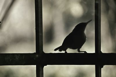 Close-up of bird perching outdoors