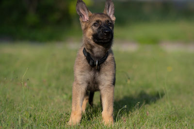 Portrait of dog on field