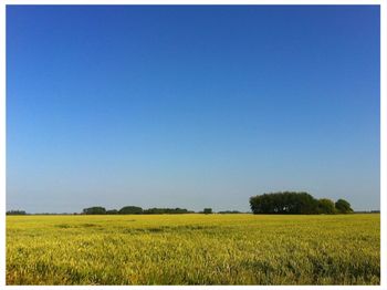 Scenic view of field against clear sky