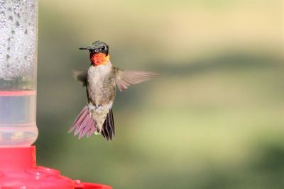  ruby throated hummingbird 