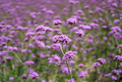 Field of violet petals of verbena flower blossom on blurred green leaves, know as purpletop vervian