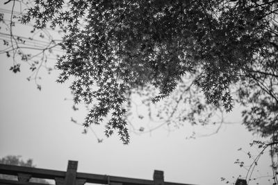 Low angle view of trees against sky