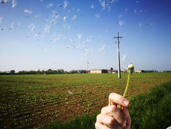 Person holding dandelion on field against sky