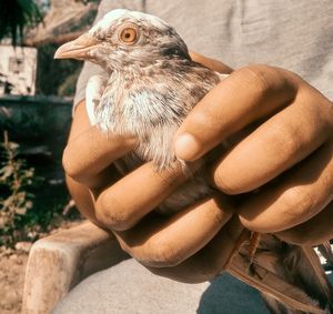 Midsection of person holding bird