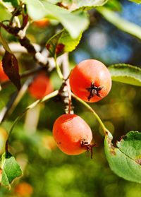 Close-up of strawberry growing on tree