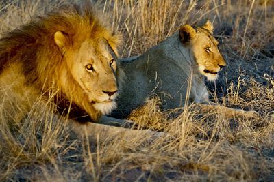 Male and female lions lying in the grass
