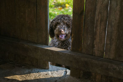 Lagotto romagnolo dog looking through wooden fence