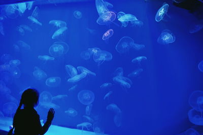 Underwater view of fish swimming in aquarium