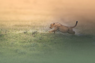 Lion cub running 