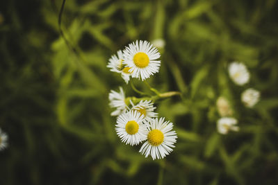 Close-up of white daisy flower