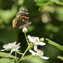 Close-up of butterfly pollinating on flower