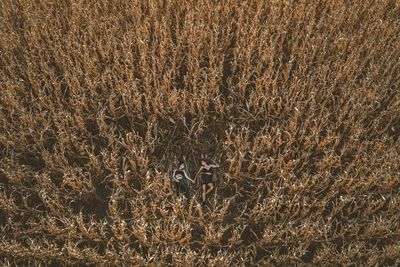 Full frame shot of dry plants on land