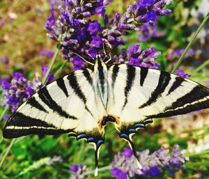 Close-up of butterfly pollinating on purple flower