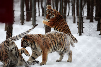 Tigers on snowy field at zoo