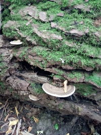 High angle view of plants