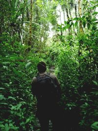 Rear view of a man walking in forest