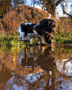 Dog drinking water in lake